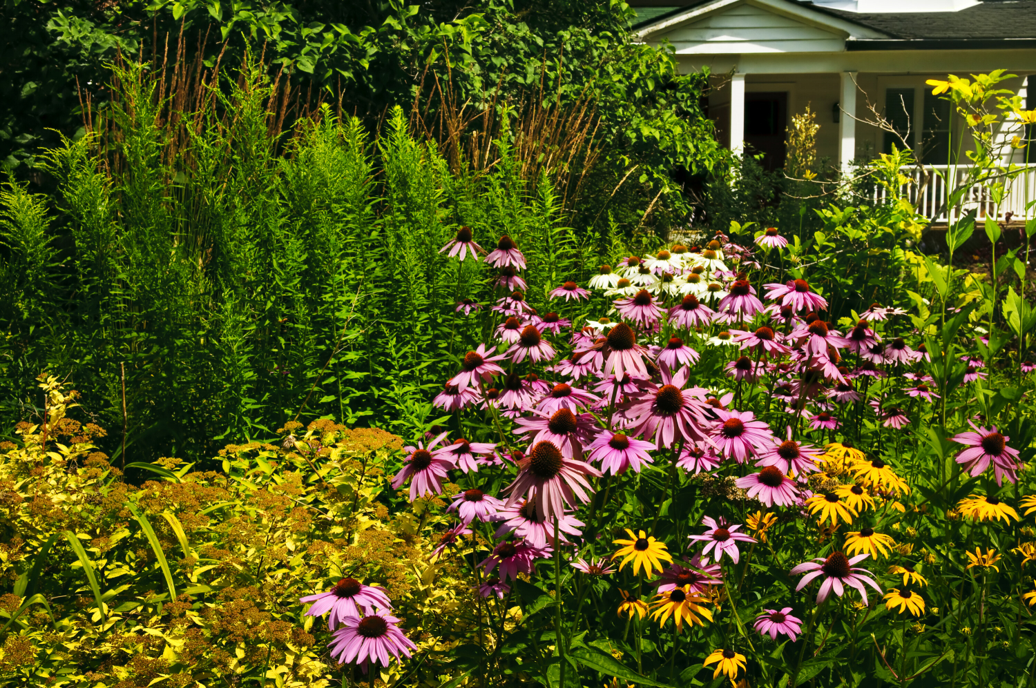 Echinacea 