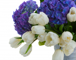 Kytice z modrých hortensií a bílých tulipánů