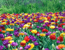 Záhon s plnokvětými tulipány 
