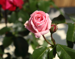 Klasická růže k řezu
